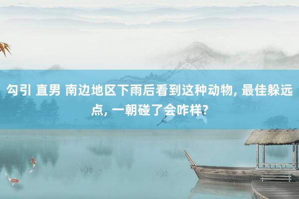 勾引 直男 南边地区下雨后看到这种动物， 最佳躲远点， 一朝碰了会咋样?